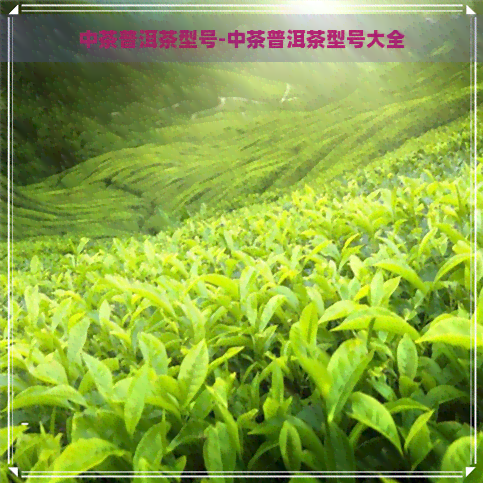 中茶普洱茶型号-中茶普洱茶型号大全