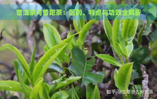 普洱茶与普陀茶：区别、特点与功效全解析