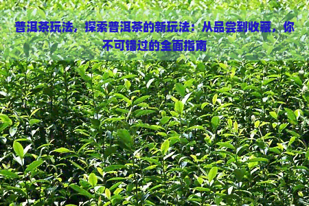 普洱茶玩法，探索普洱茶的新玩法：从品尝到收藏，你不可错过的全面指南