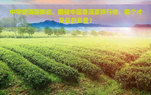 中字普洱茶排名，揭秘中国普洱茶排行榜，哪个才是你的更爱？