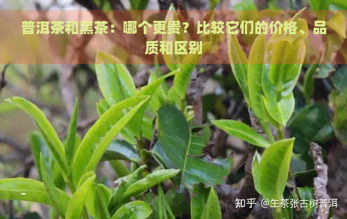 普洱茶和黑茶：哪个更贵？比较它们的价格、品质和区别