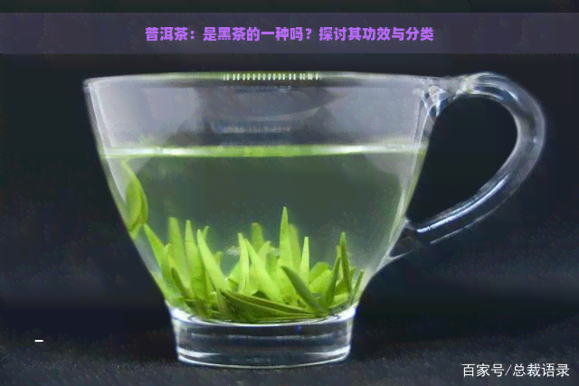 普洱茶：是黑茶的一种吗？探讨其功效与分类