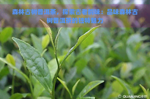 森林古树普洱茶，探索古老韵味：品味森林古树普洱茶的独特魅力