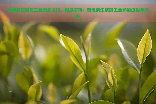 普洱茶生茶加工全熟怎么样，深度解析：普洱茶生茶加工全熟的过程与效果