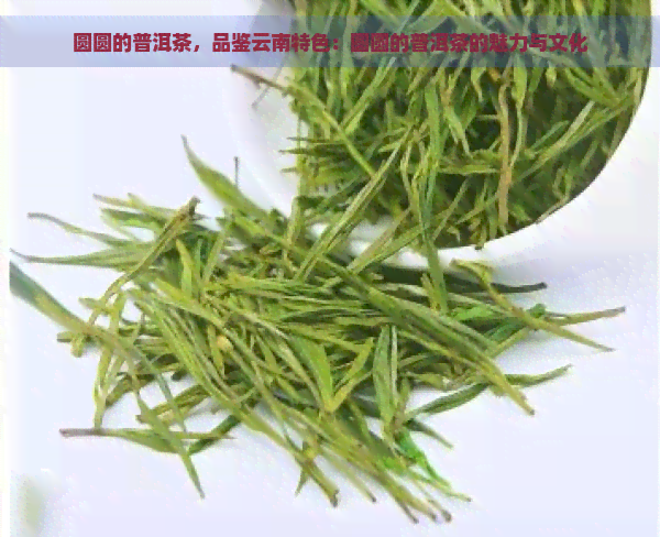 圆圆的普洱茶，品鉴云南特色：圆圆的普洱茶的魅力与文化