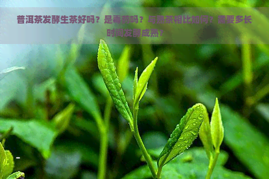 普洱茶发酵生茶好吗？是药吗？与熟茶相比如何？需要多长时间发酵成熟？