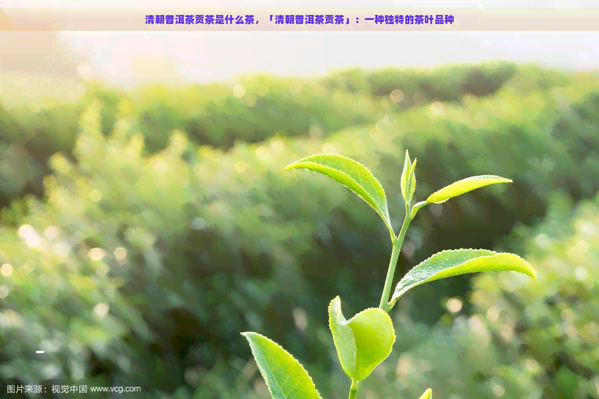 清朝普洱茶贡茶是什么茶，「清朝普洱茶贡茶」：一种独特的茶叶品种