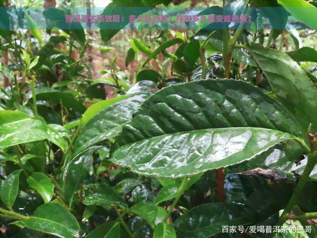 普洱茶生茶效期：多久算过期？存放多久能变成熟茶？