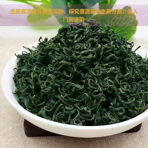 生茶普洱茶分类有哪些，探究普洱茶的生茶分类：从入门到进阶