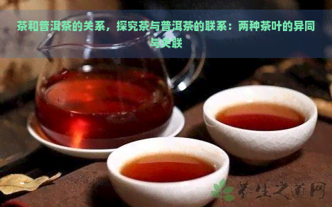 茶和普洱茶的关系，探究茶与普洱茶的联系：两种茶叶的异同与关联