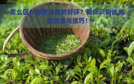 怎么区分熟普洱茶的好坏？教你识别优劣的方法与技巧！