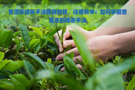 普洱茶揉茶手法视频教程，详细教学：如何掌握普洱茶的揉茶手法