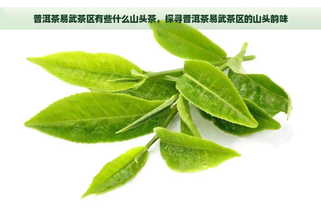 普洱茶易武茶区有些什么山头茶，探寻普洱茶易武茶区的山头韵味