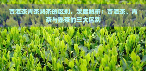 普洱茶青茶熟茶的区别，深度解析：普洱茶、青茶与熟茶的三大区别