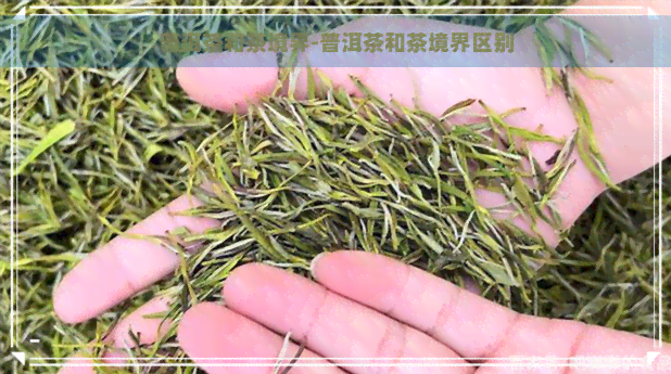 普洱茶和茶境界-普洱茶和茶境界区别