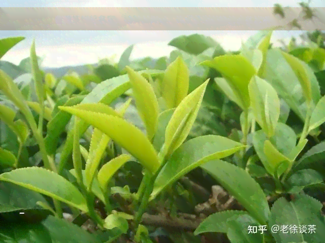 普洱茶饼起名字，独特而美味：探索普洱茶饼的命名艺术