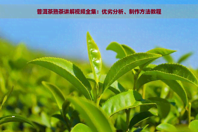 普洱茶熟茶讲解视频全集：优劣分析、制作方法教程