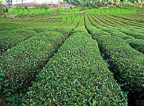 普洱茶生茶级别划分，深入解析：普洱茶生茶的级别划分及其特点