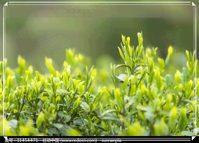 普洱茶清代贡茶-清朝普洱贡茶