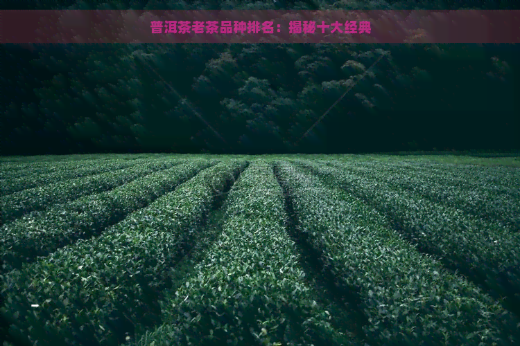 普洱茶老茶品种排名：揭秘十大经典