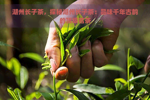 湖州长子茶，探秘湖州长子茶：品味千年古韵的顶级茗茶