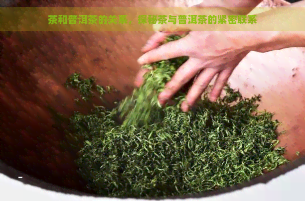 茶和普洱茶的关系，探秘茶与普洱茶的紧密联系