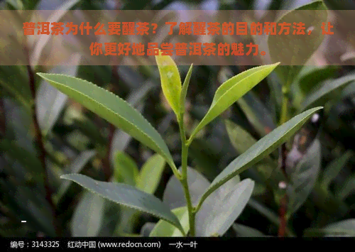 普洱茶为什么要醒茶？了解醒茶的目的和方法，让你更好地品尝普洱茶的魅力。