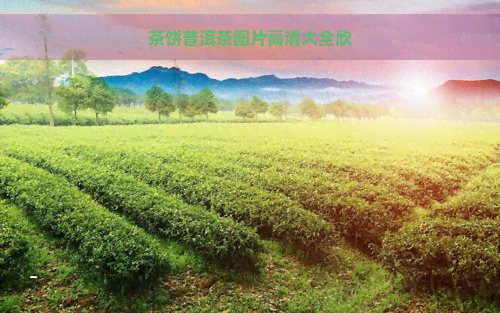 茶饼普洱茶图片高清大全欣