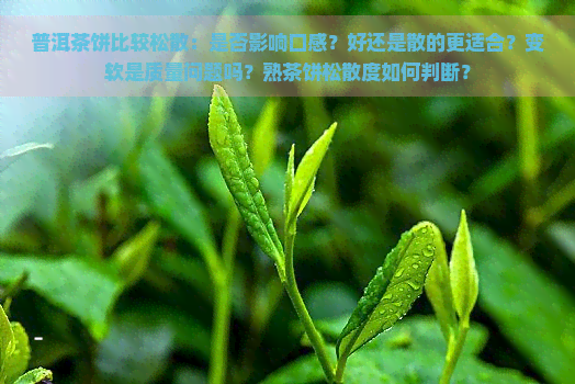 普洱茶饼比较松散：是否影响口感？好还是散的更适合？变软是质量问题吗？熟茶饼松散度如何判断？