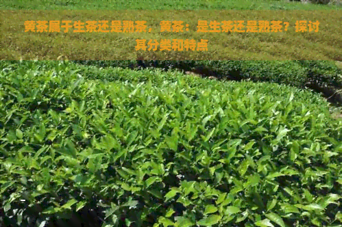 黄茶属于生茶还是熟茶，黄茶：是生茶还是熟茶？探讨其分类和特点