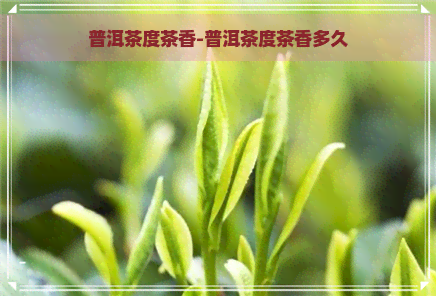 普洱茶度茶香-普洱茶度茶香多久