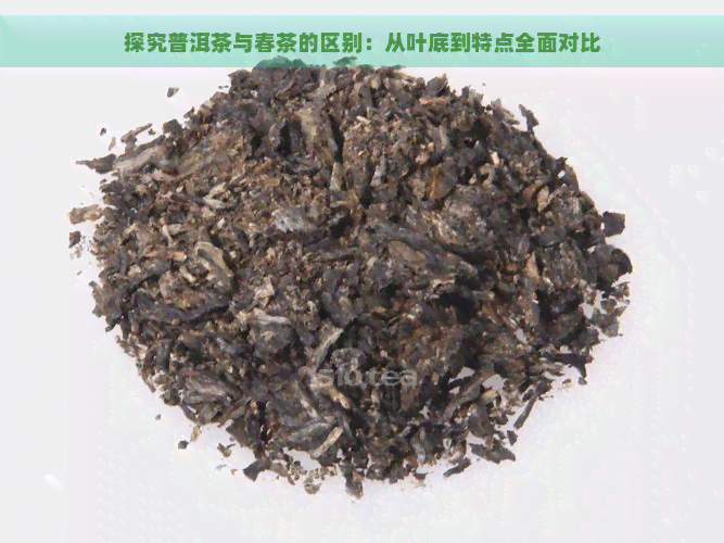 探究普洱茶与春茶的区别：从叶底到特点全面对比