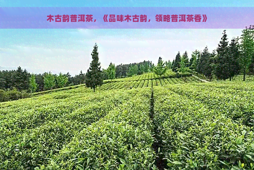 木古韵普洱茶，《品味木古韵，领略普洱茶香》