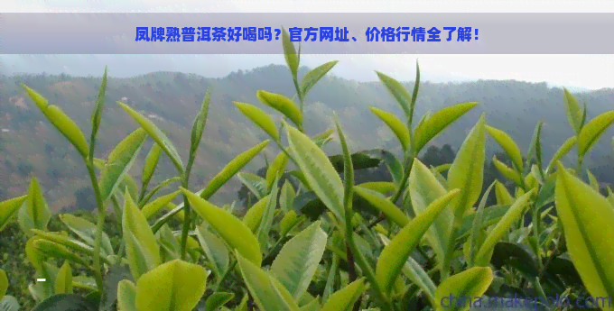 凤牌熟普洱茶好喝吗？官方网址、价格行情全了解！