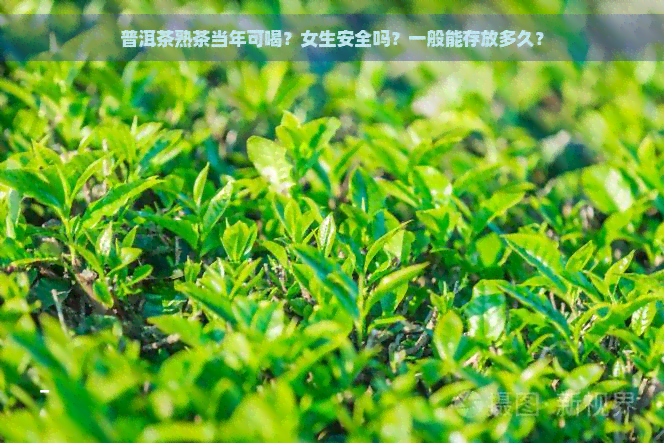 普洱茶熟茶当年可喝？女生安全吗？一般能存放多久？