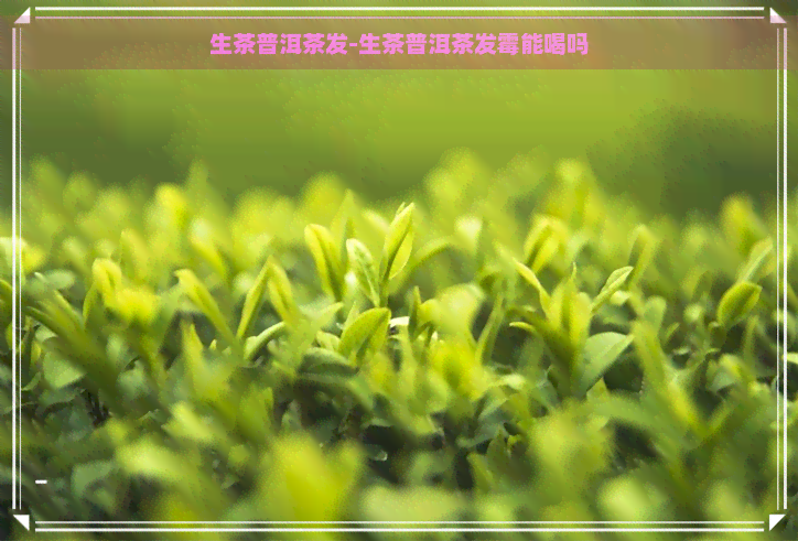 生茶普洱茶发-生茶普洱茶发霉能喝吗