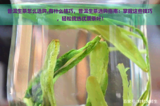 普洱生茶怎么选购,有什么技巧，普洱生茶选购指南：掌握这些技巧，轻松挑选优质茶叶！