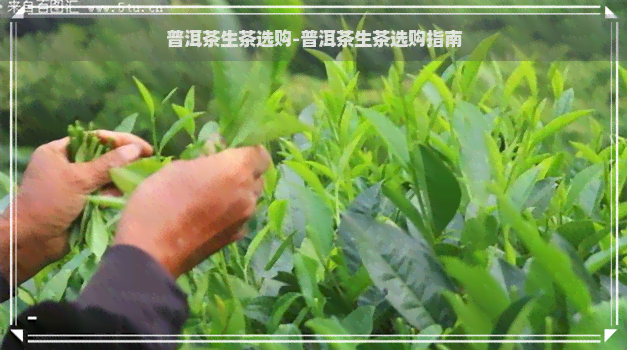 普洱茶生茶选购-普洱茶生茶选购指南