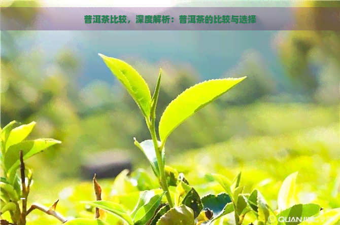 普洱茶比较，深度解析：普洱茶的比较与选择