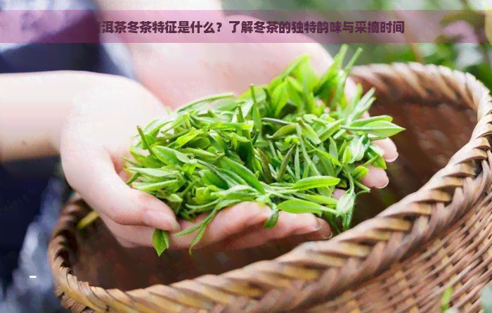 普洱茶冬茶特征是什么？了解冬茶的独特韵味与采摘时间