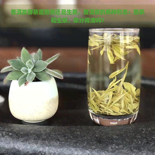 普洱发酵茶是熟茶还是生茶，普洱茶的两种形态：熟茶和生茶，你分得清吗？