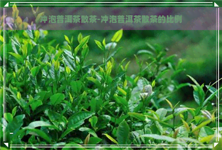 冲泡普洱茶散茶-冲泡普洱茶散茶的比例