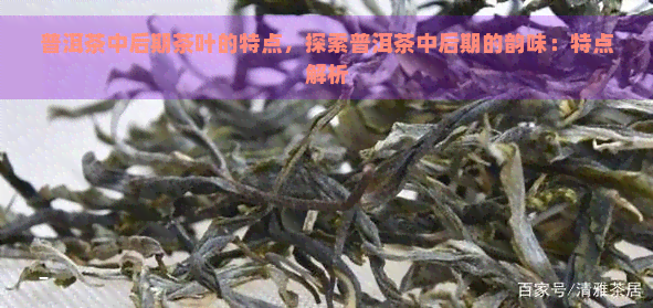 普洱茶中后期茶叶的特点，探索普洱茶中后期的韵味：特点解析