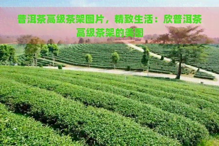 普洱茶高级茶架图片，精致生活：欣普洱茶高级茶架的美图