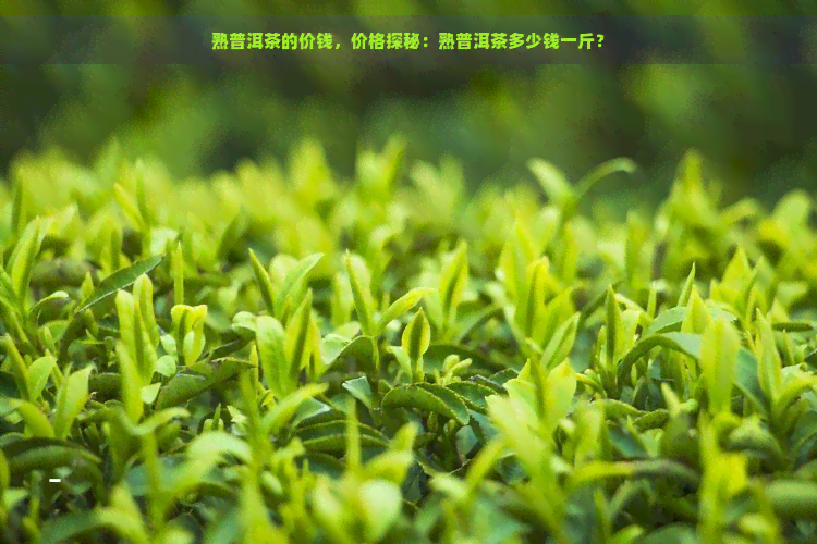 熟普洱茶的价钱，价格探秘：熟普洱茶多少钱一斤？