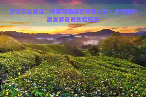 普洱茶发酵茶，探索普洱茶的神秘之旅：从新茶叶到发酵茶的独特转变