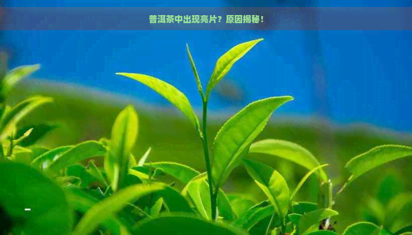 普洱茶中出现亮片？原因揭秘！