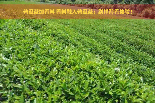 普洱茶加香料 香料融入普洱茶：别样醇香体验！