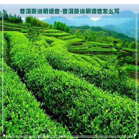 普洱茶说明语音-普洱茶说明语音怎么写