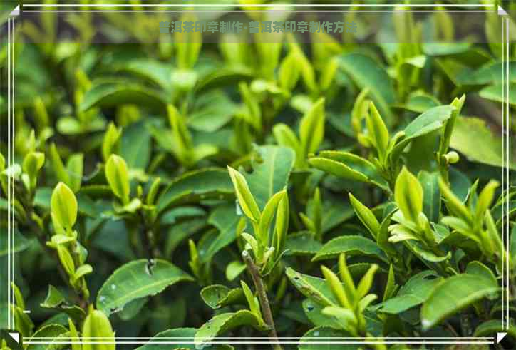 普洱茶印章制作-普洱茶印章制作方法